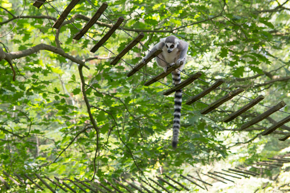 Ring Tailed Lemur (2)